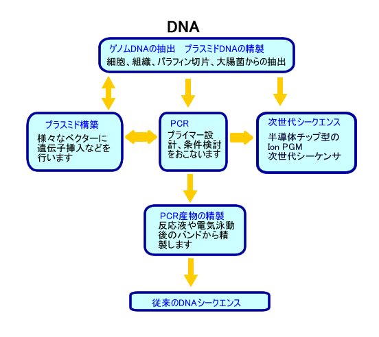 DNA解析フローチャート図