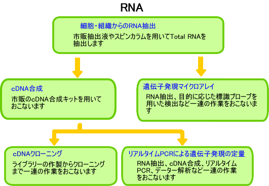 RNA解析フローチャート
